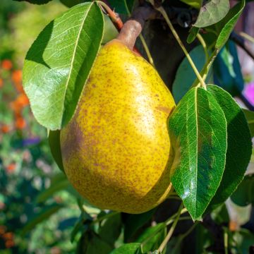 Birnbaum Royal Vendée Bio - Pyrus communis