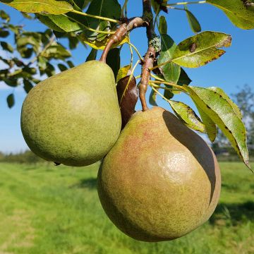 Birnbaum Saint Rémy - Pyrus communis