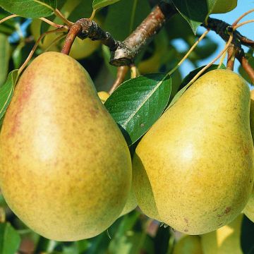 Birnbaum Sucrée de Montluçon - Pyrus communis