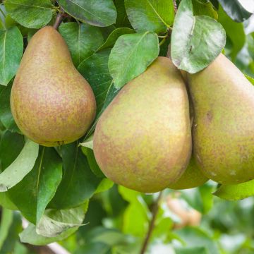 Birnbaum Triomphe de Vienne - Pyrus communis