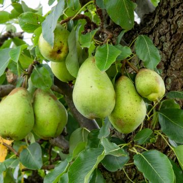 Birnbaum Verte Longue d’automne Bio - Pyrus communis