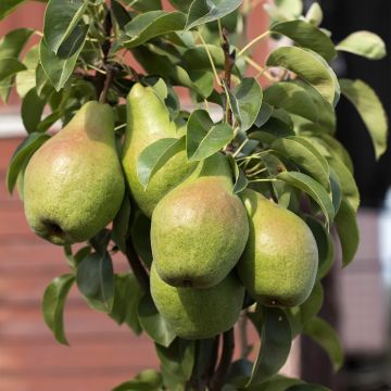 Zwergbirnbaum Condo - Pyrus communis