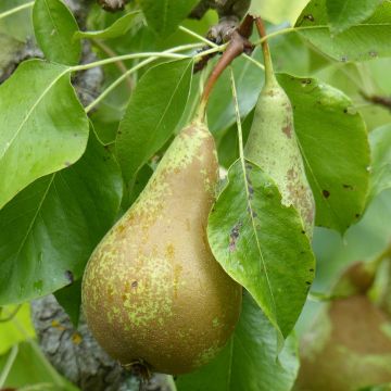 Zwergbirnbaum Fruit Me Pear Me Conférence - Pyrus communis