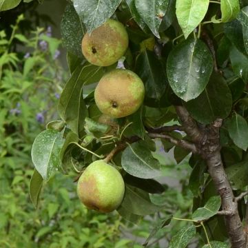 Zwergbirnbaum Garden Pearl - Pyrus communis