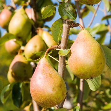 Zwergbirnbaum Louisa (Luisa) - Pyrus communis