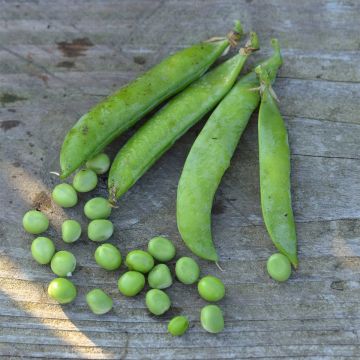 Zwergerbse Petit Provençal