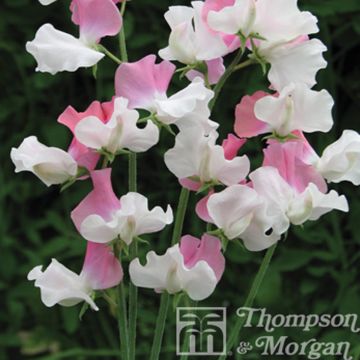 Duftwicke Promise (Samen) - Lathyrus odoratus