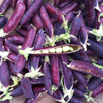 Riesige Erbse Capucine ou Blauwschokker Bio