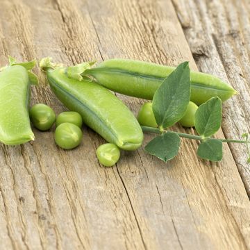 Riesige Erbse Sugar Snap Delikett