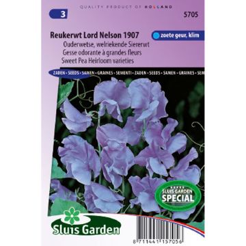 Duftwicke Lord Nelson (Samen) - Lathyrus odoratus