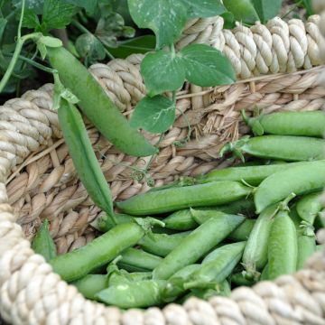 Pois nain Merveille de Kelvedon (grains ridés ) - Pisum sativum