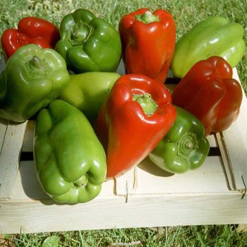 Paprika California Wonder Bio - Ferme de Sainte Marthe