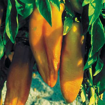 Paprika Corno di Toro Giallo Bio - Ferme de Sainte Marthe