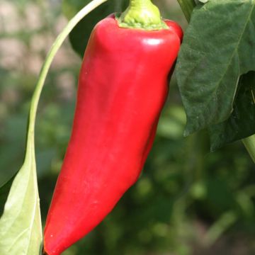 Paprika Corno di Toro Rosso Bio - Ferme de Sainte Marthe