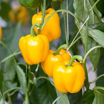 Paprika Cuneo Jaune Bio - Ferme de Sainte Marthe