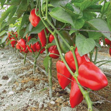 Poivron Piquillo Bio - Ferme de Sainte Marthe