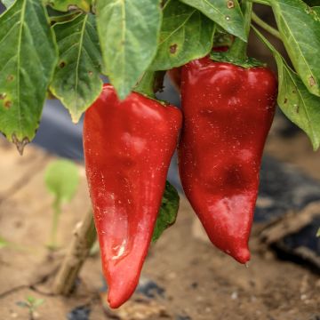 Paprika Piquillo BIO (Samen)