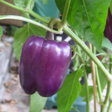 Paprika Purple Bell