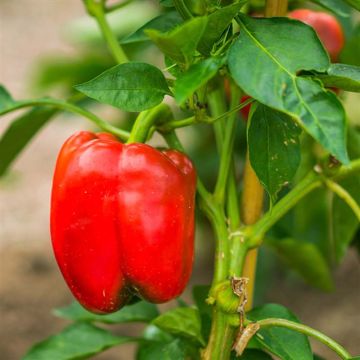 Paprika quadrato d'Asti Rouge Bio - Ferme de Sainte Marthe