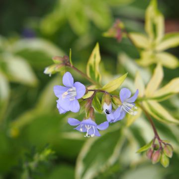 Polemonium Stairway to Heaven