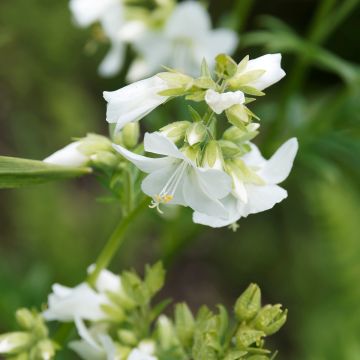 Polemonium caeruleum Album - Jakobsleiter