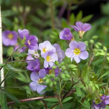 Polemonium caeruleum Lambrook Mauve