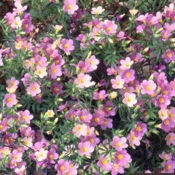 Polemonium carneum Apricot Delight - Jakobsleiter