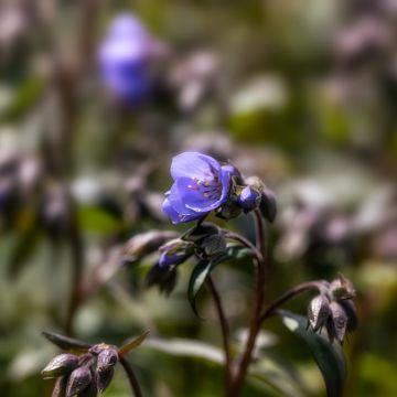 Polemonium Heaven Scent - Jakobsleiter