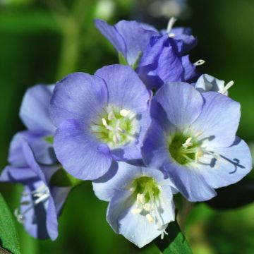 Polemonium reptans - Jakobsleiter