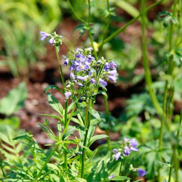 Polemonium yezoense Purple rain - Jakobsleiter