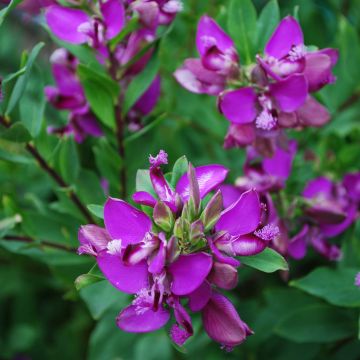 Polygala myrtifolia - Kreuzblume