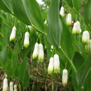 Polygonatum odoratum - Weißwurz