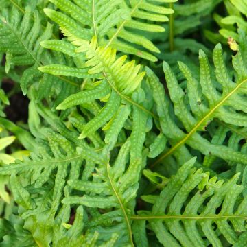 Polypodium cambricum Whitley Giant - Tüpfelfarn