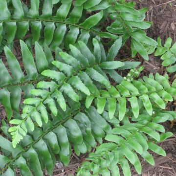 Polystichum acrostichoides - Fougère de Noël