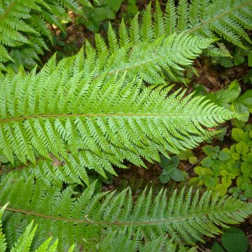 Gelappter Schildfarn - Polystichum aculeatum