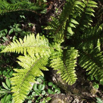 Brauns Schildfarn - Polystichum braunii