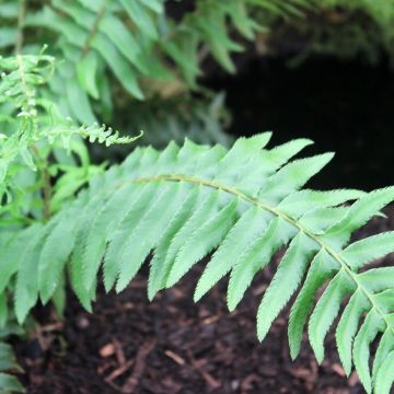 Polystichum munitum - Fougère