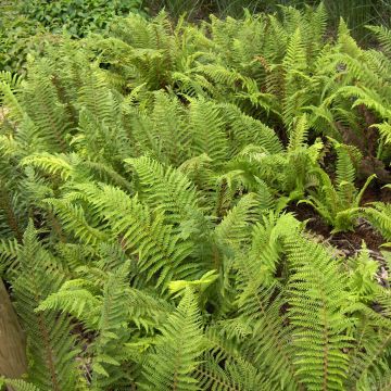 Weicher Schildfarn - Polystichum setiferum