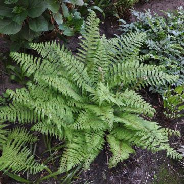 Polystichum setiferum - Aspidie à cils raides Herrenhausen