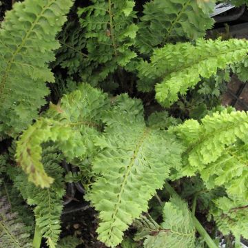 Weicher Schildfarn Congestum - Polystichum setiferum