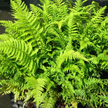 Weicher Schildfarn Dahlem - Polystichum setiferum