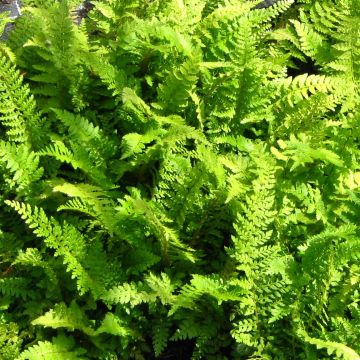 Weicher Schildfarn Proliferum - Polystichum setiferum