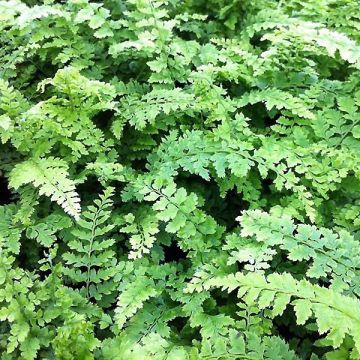 Weicher Schildfarn Proliferum Wollastonii - Polystichum setiferum