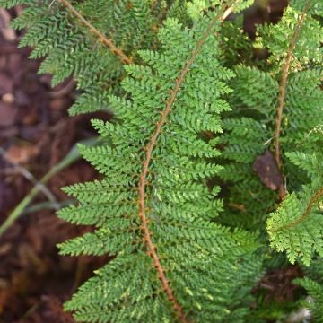 Weicher Schildfarn Densum - Polystichum setiferum