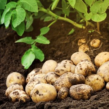 Pommes de terre Bernadette Bio - Solanum tuberosum