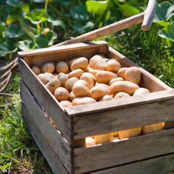 Pommes de terre Charlotte Bio - Solanum tuberosum