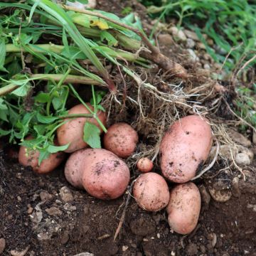 Pommes de terre Jeannette - Solanum tuberosum