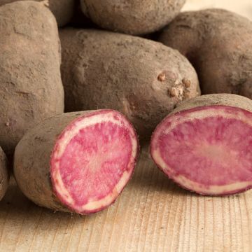 Pommes de terre Rouge des Flandres - Solanum tuberosum