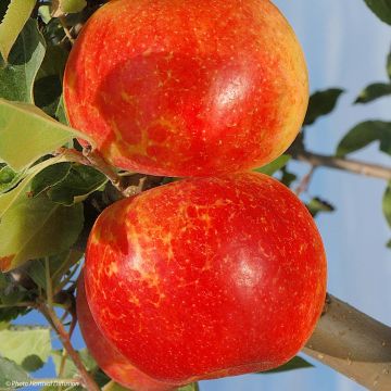 Apfelbaum Antares - Malus domestica