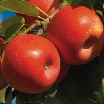 Apfelbaum Ariane - Malus domestica